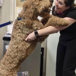 Grimes Dentistry staff and doggo